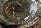 Unusualy Colored Madagascar Petrified Wood Slab - #28320-1